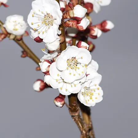 Weingut Langmayer * Wösendorf