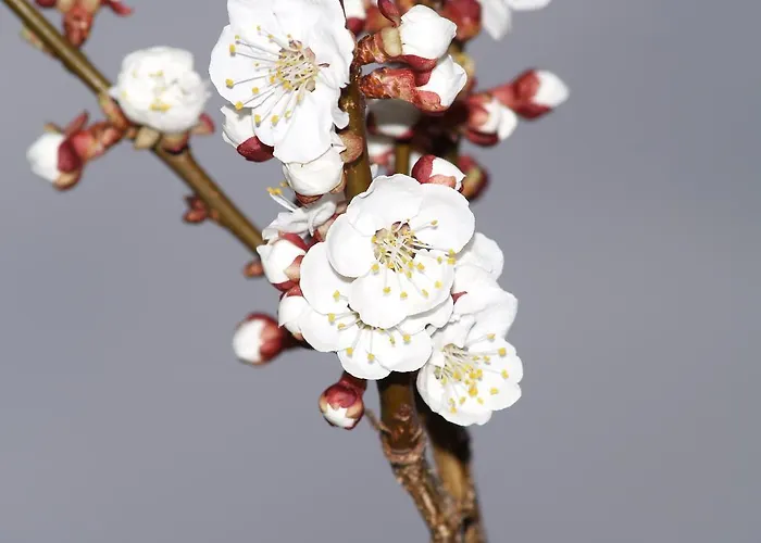 Weingut Langmayer * Wösendorf